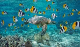 A green sea turtle with a school of tropical fish underwater (butterflyfish), lagoon of Bora Bora, Pacific ocean, French Polynesia