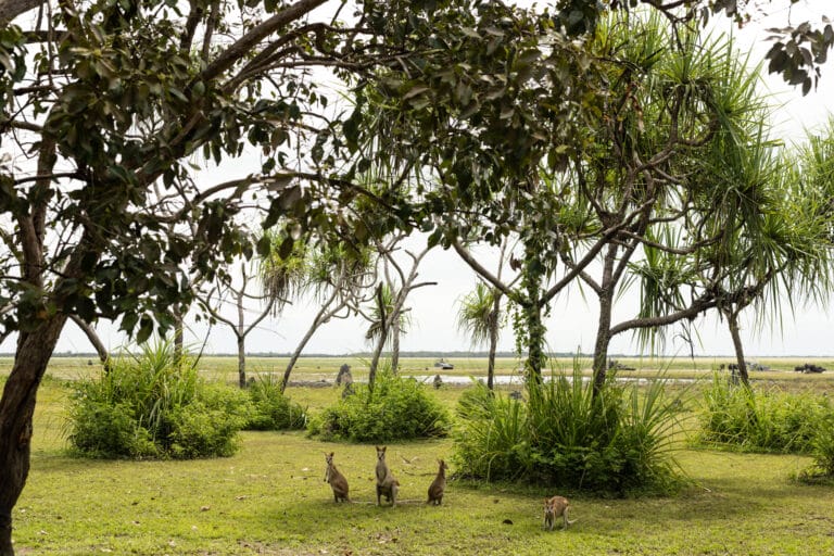 Outback-Luxus = vom tropischen Norden bis ins rote Zentrum