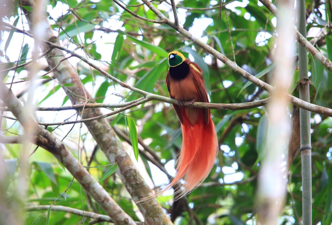 Tari Highlands – Heimat der Paradiesvögel und Huli-Krieger
