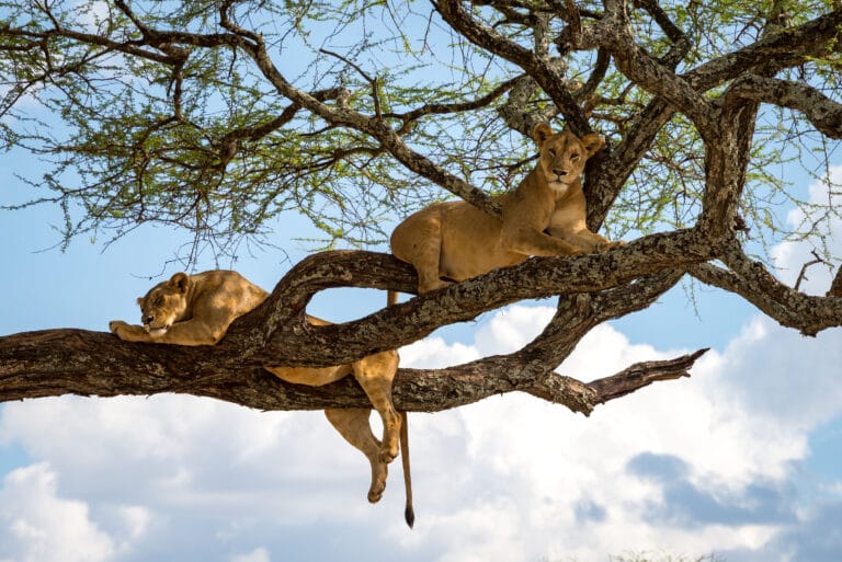 Simba Safari