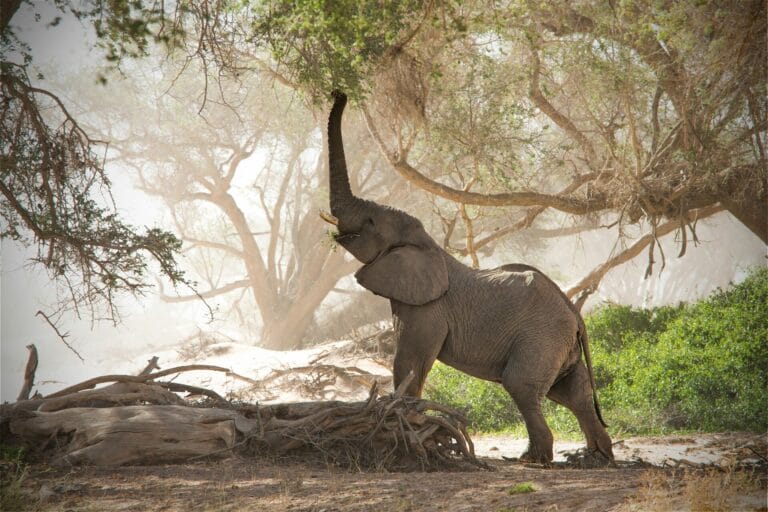Namibia: Canyons und Wüsten für Einsteiger
