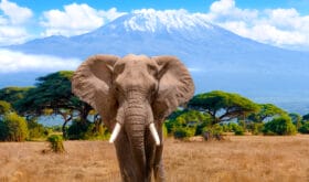 A male elephant in front of Mount Kilimanjaro in Kenya National Park, Africa